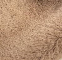 Plush camel 005